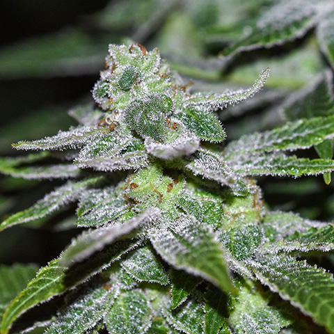 Alien Kush Mints Photo Fem-0