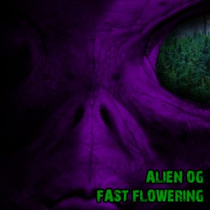 Alien OG Fast Photo Fem-2506