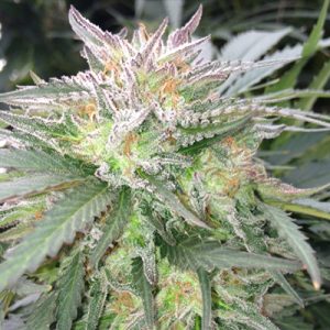 Alien OG Fast Photo Fem-2504