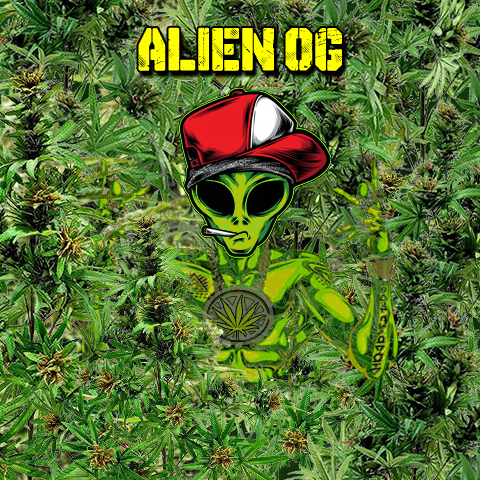 Alien OG Photo Fem-4064