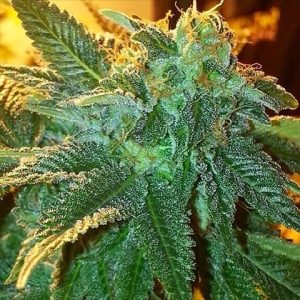 Alien OG Photo Reg-2616