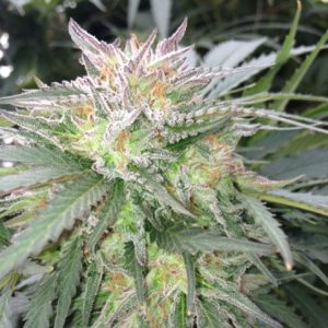 Alien OG Photo Reg-2615