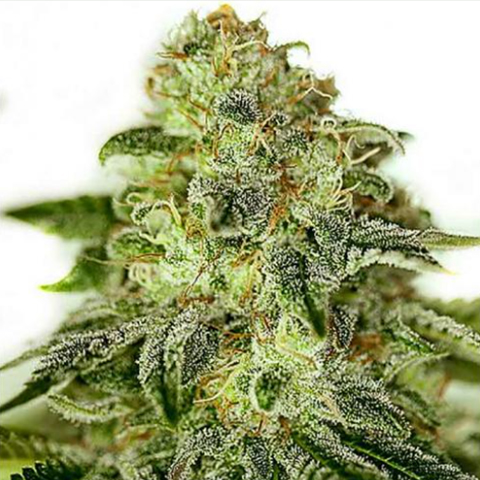 Alien OG Photo Reg-2614