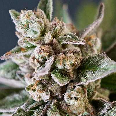 Amnesia Bubba F1 Auto Fem-1631