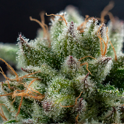 Amnesia Bubba F1 Auto Fem-1632