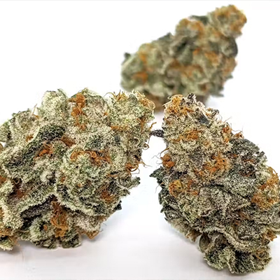 Amnesia Bubba F1 Auto Fem-1633