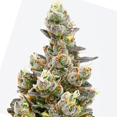Alien Rock Candy Photo Fem-0