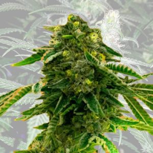 Alien Technology Fast Photo Fem-0