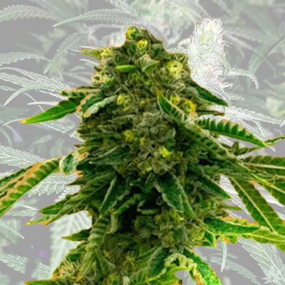 Alien Technology Fast Photo Fem-0