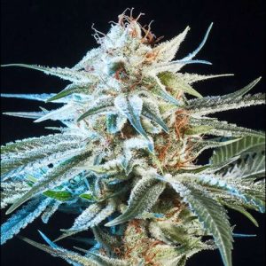 Alien Technology Photo Reg-3576