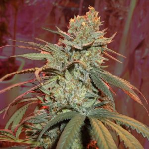 Alien Technology Photo Reg-4132