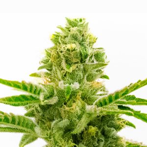 American Haze Photo Fem-4157