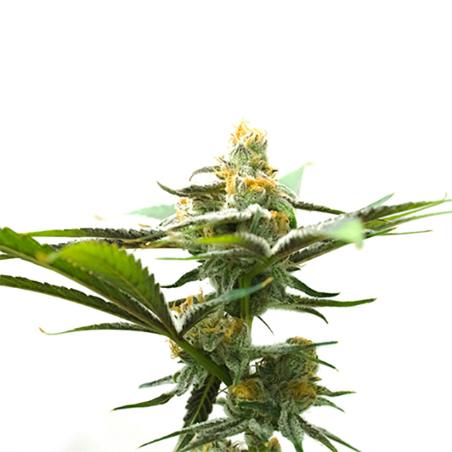 Amnesia 47 Photo Fem-0