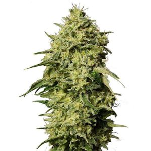 Amnesia Auto Fem-0
