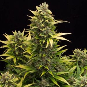 Amnesia Auto Fem-2849