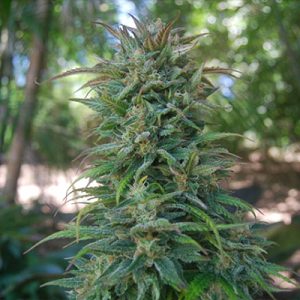 Amnesia Auto Fem-2850