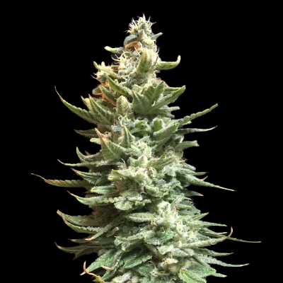 Amnesia Banner Photo Fem-0