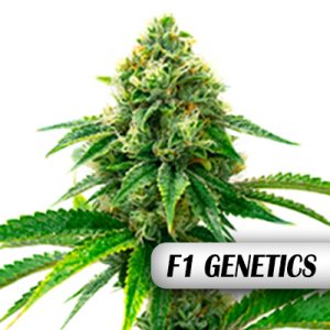 Amnesia F1 Photo Fem-0