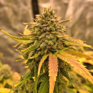 Amnesia Fast Photo Fem-4022