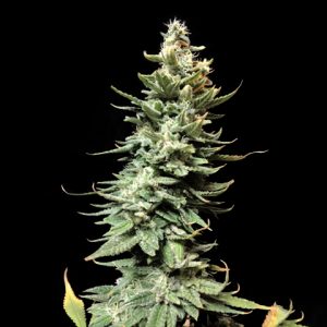 Amnesia Fast Photo Fem-0