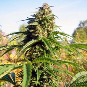 Amnesia Fast Photo Fem-4021