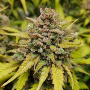 Amnesia Fast Photo Fem-3330