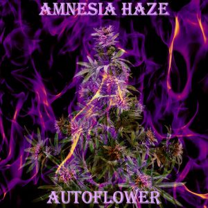 Amnesia Haze Auto Fem-3939