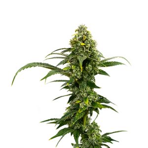 Amnesia Haze Auto Fem-0