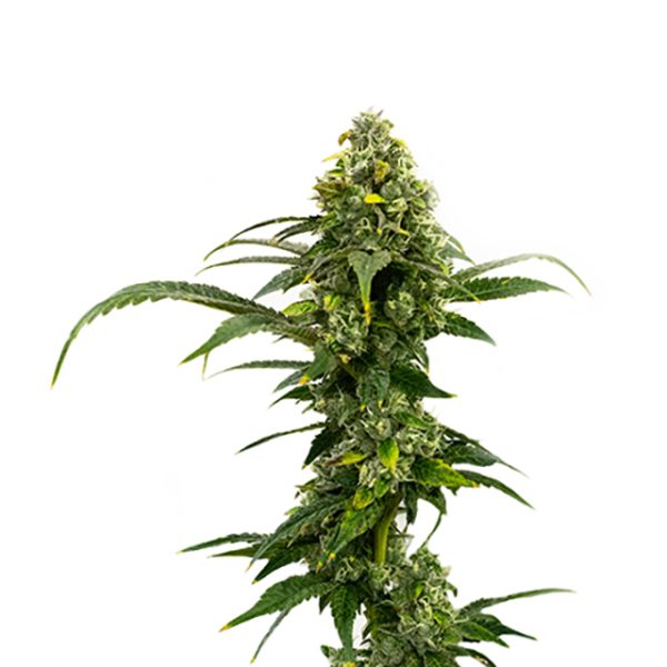 Amnesia Haze Auto Fem-0
