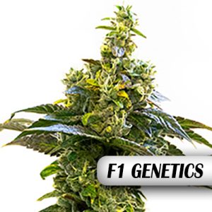 Amnesia Haze F1 Auto Fem-0