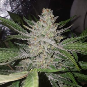 Amnesia Haze F1 Auto Fem-1629