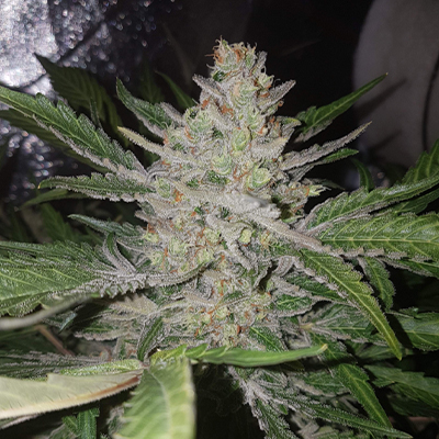 Amnesia Haze F1 Auto Fem-1629
