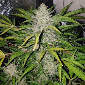 Amnesia Haze F1 Auto Fem-1628