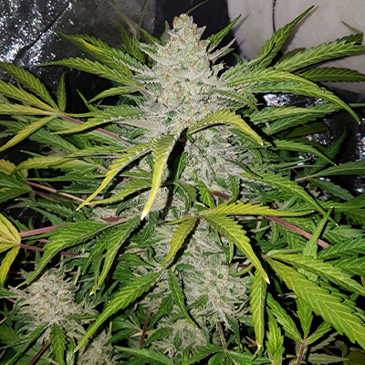 Amnesia Haze F1 Auto Fem-1628