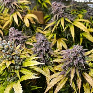 Amnesia Kali Mist Photo Fem-2221