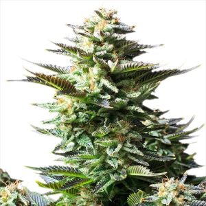 Amnesia Kush Auto Fem-3753