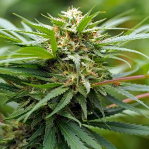 Amnesia Kush Auto Fem-0