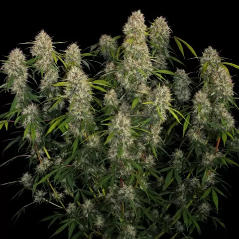 Amnesia Kush Auto Fem-4237
