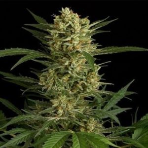 Amnesia Kush Photo Fem-0