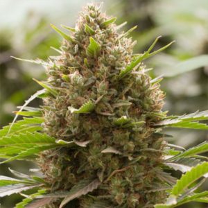 Amnesia Kush Photo Fem-3707