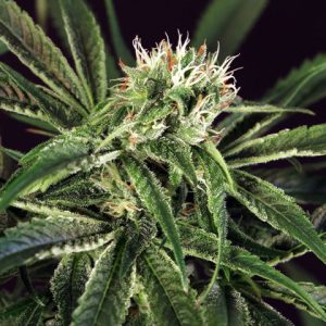 Amnesia Kush Photo Fem-4197