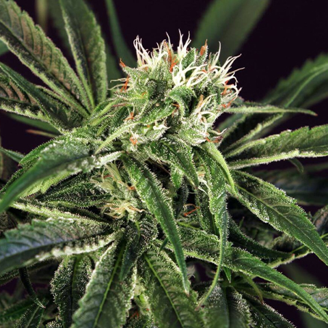 Amnesia Kush Photo Fem-4197