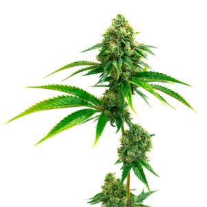 Amnesia Lemon Photo Fem-0