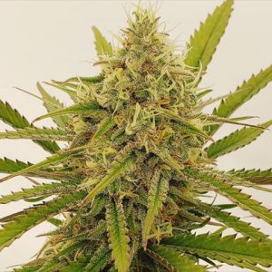 Amnesia Lemon Photo Reg-0
