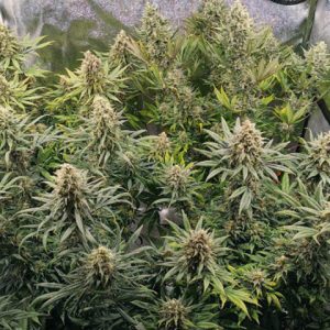 Amnesia Lemon Photo Reg-4122