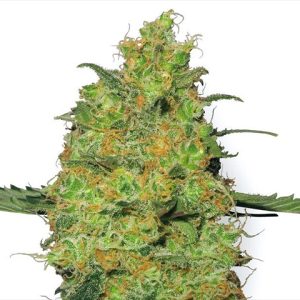 Amnesia Lemon Photo Reg-4123