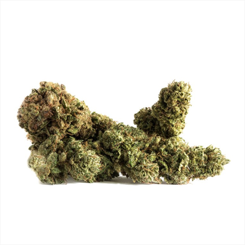 Amnesia Lemon Photo Reg-3563