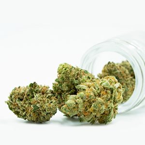 Amnesia Photo Fem-0