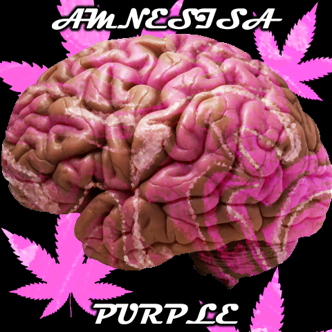 Amnesia Purple Photo Fem-4084