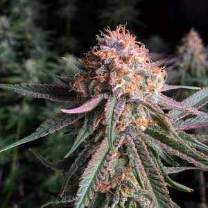 Amnesia Purple Photo Fem-3422